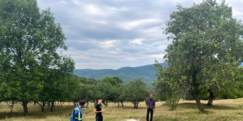 vacă sfasiata de urs jpg