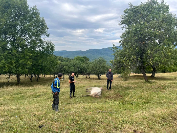 Vaca a fost sfâșiată de urs FOTO: Facebook/Jandarmeria Vâlcea