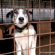 Adapost de caini Foto Daniel Guță JPG