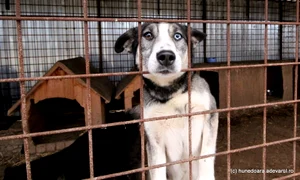 Adapost de caini Foto Daniel Guță JPG