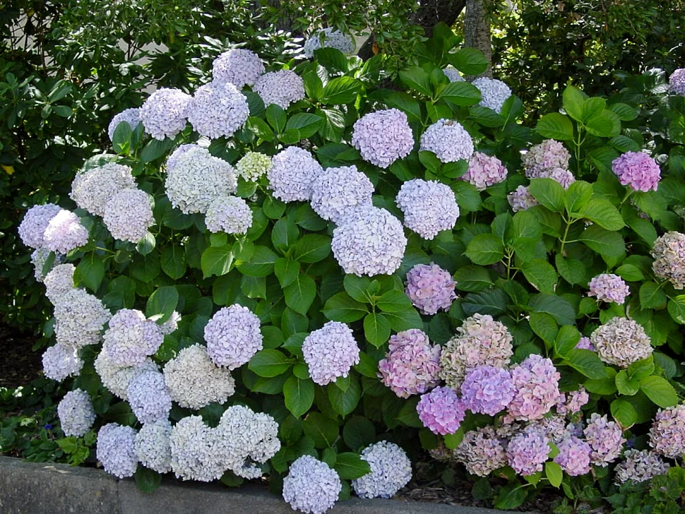 Hydrangeea macrophylla (hortensia) probabil cea mai spectaculoasă floare de grădină FOTO plantsrescue.com