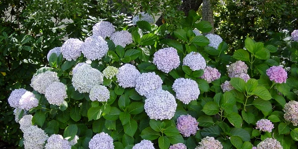 hortensia hydrangeea macrophylla