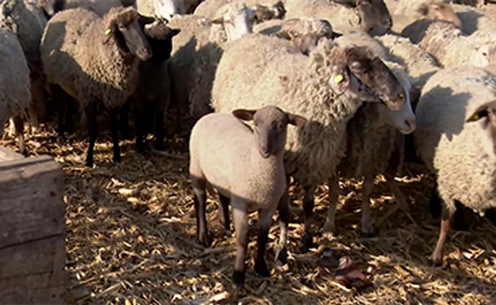 
    Un deliciu pe masa de Paşte: friptura de miel  