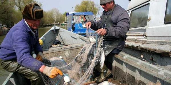 Pescari de scrumbie la Sfântu Gheorghe