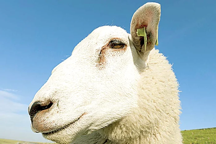 "Beee! Dacă vă prinde ţapul meu, ciur vă face!" (Fotografii: Shutterstock / Reuters)