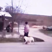 2026 03 06 caine bratca bihor omorat mp4 thumbnail png