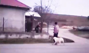 2026 03 06 caine bratca bihor omorat mp4 thumbnail png