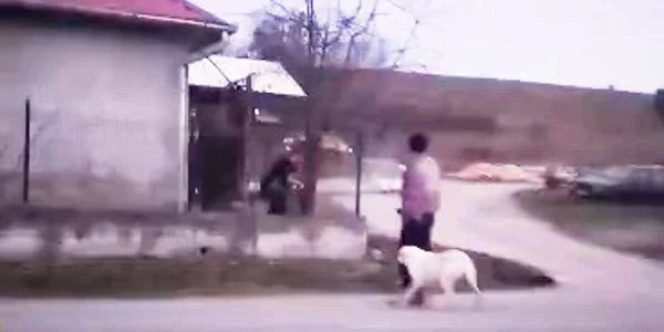 2026 03 06 caine bratca bihor omorat mp4 thumbnail png