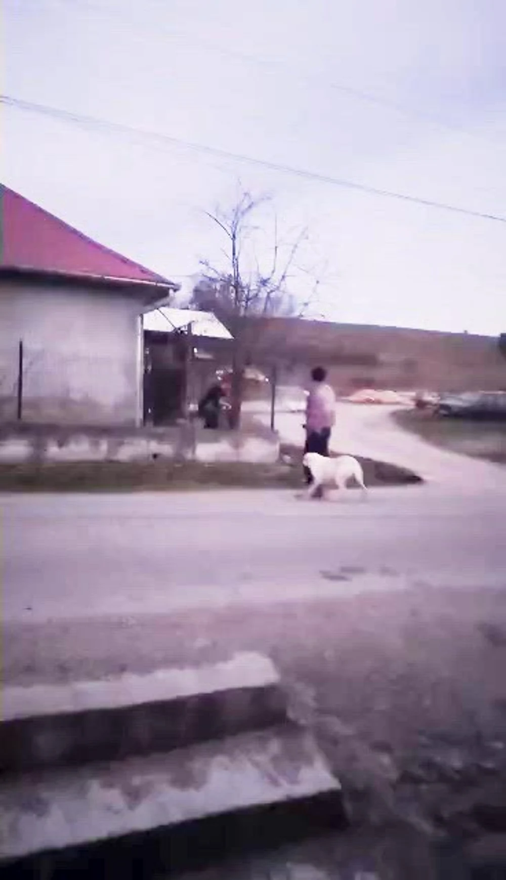 Scene șocante în Bihor: o femeie a bătut un câine până l-a omorât