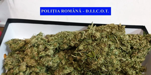 Captură DIICOT droguri cannabis sursa DIICOT