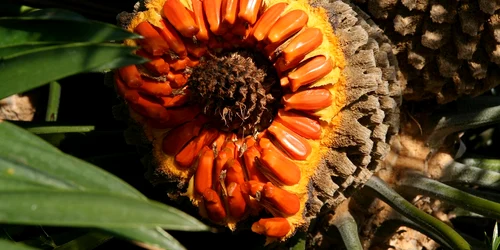 palm fruit 3736946 1280 jpg