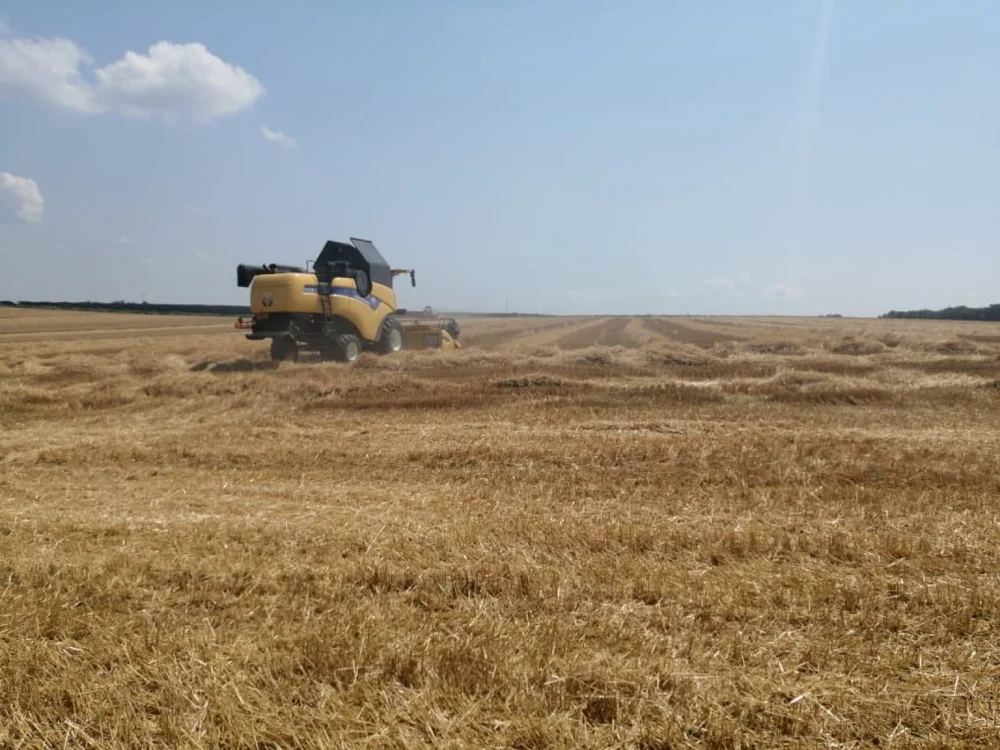 Recolta de grâu la Botoşani a fost peste media naţională FOTO Cosmin Zamfirache