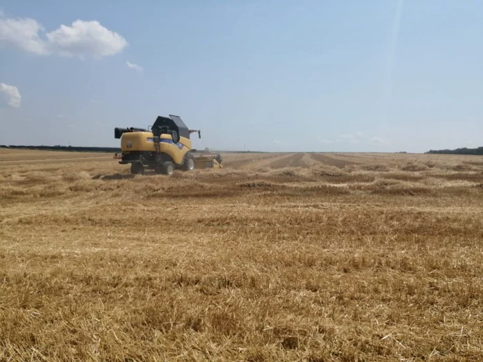 Recolta de grâu la Botoşani a fost peste media naţională FOTO Cosmin Zamfirache