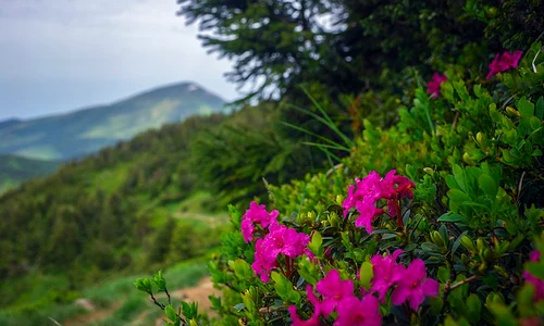 Rododendron jpg