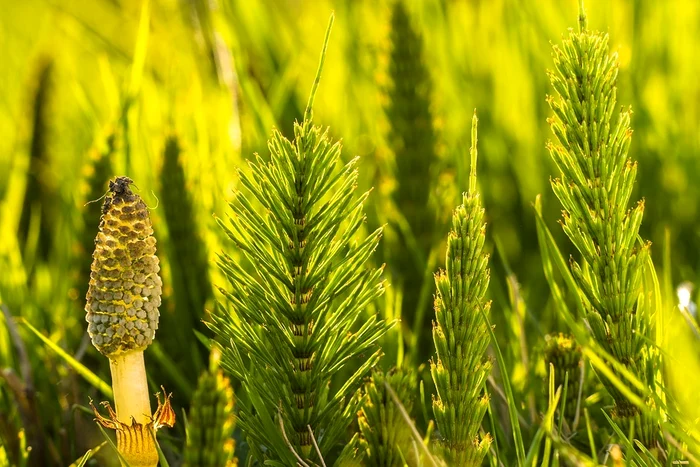 horsetail 3337125 960 720 jpg jpeg