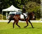 Karpathia Horse Show 