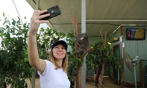simona halep urs koala jpeg