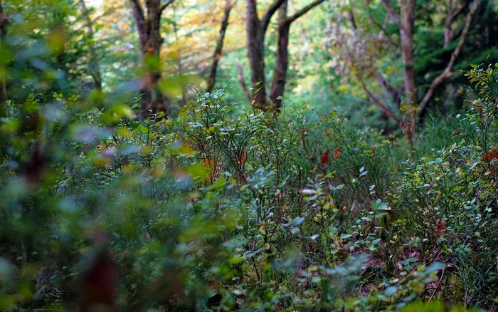 Arbuști fructiferi. Foto: Pixabay.com