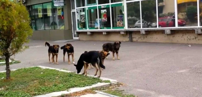buzau