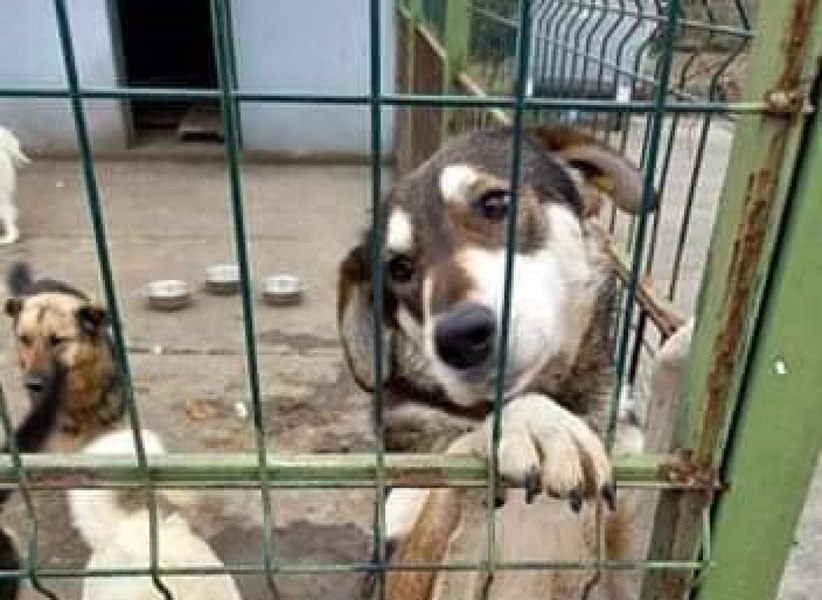 Ziua Internațională a Animalelor fără Stăpân, marcată la 4 octombrie. Apelul activiștilor: „Autoritățile luptă cu efectul și ignora cauza“