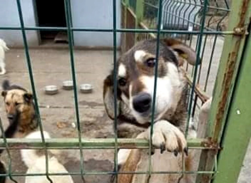 Zece maidanezi din Motru au fost eutanasiaţi                                     FOTO: Pro Animals Deutschland e.V