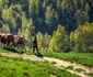 Munţii Apuseni în 2018 Foto România mea - Cătălin Vezetiu