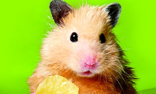 1 47226 original jpg jpeg