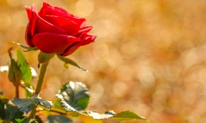 roses 7115979 1280 jpg