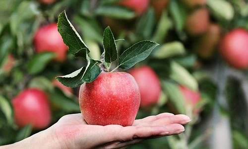 apple 2788662 640 jpeg