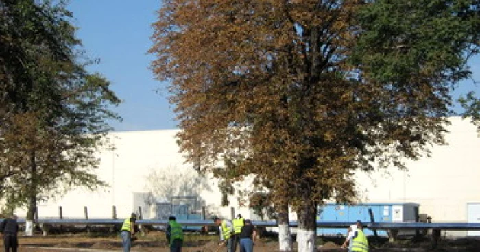 Oradea: Parculet pentru câinii din Nufărul