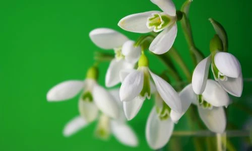 1 61316 original jpg jpeg