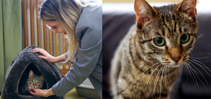 Ministerul Mediului a adoptat o pisică cu o poveste impresionantă 