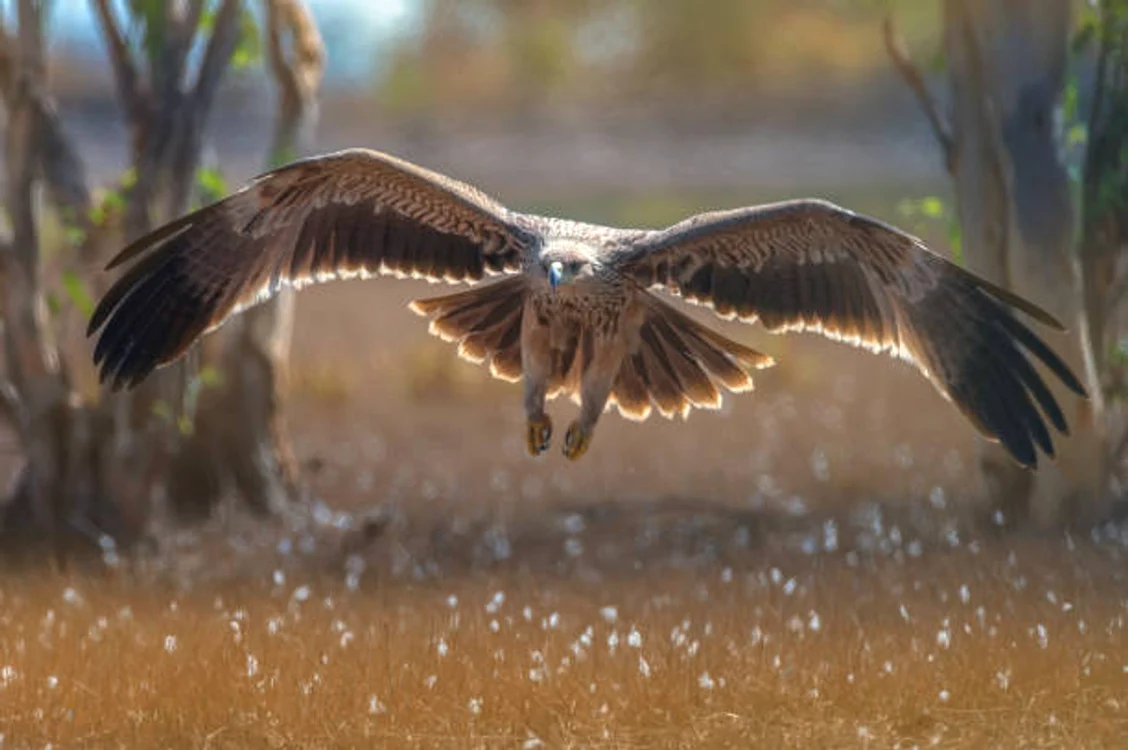 Acvila de câmp este foarte rară / foto: IStock