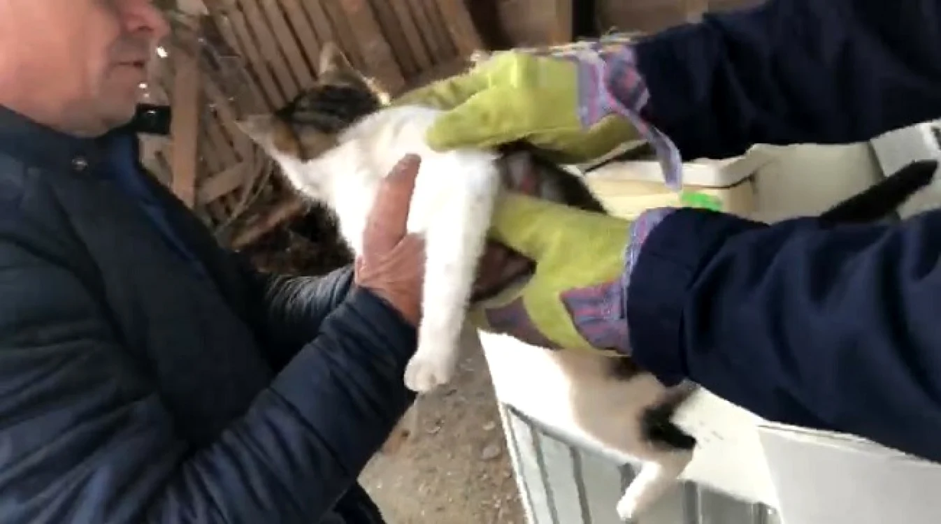 Pisica a fost salvată - captură video
