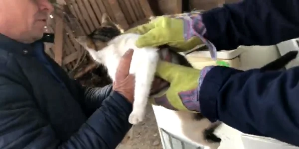 pisica salvata teleorman captura video