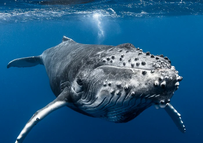 FOTO: Facebook/Tahiti Tourisme