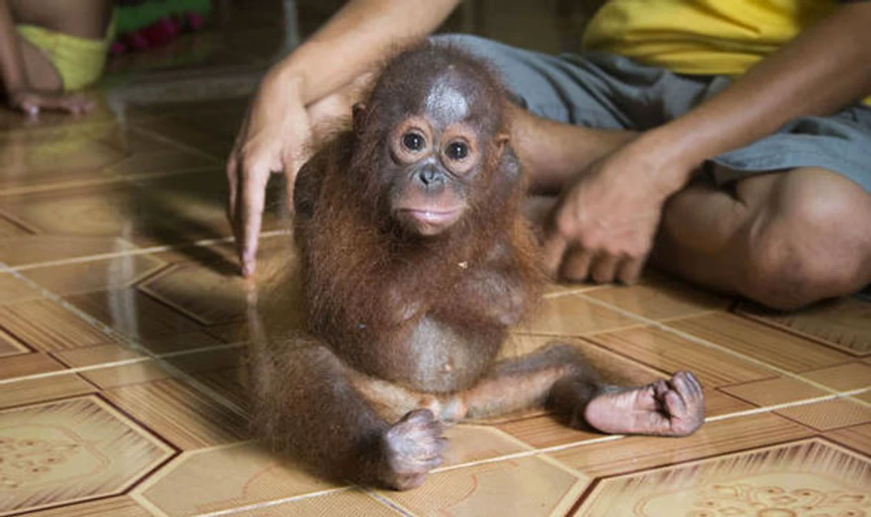 Puiul de urangutan nu a putut fi liniștit de specialiștii de la centrul din Indonezia