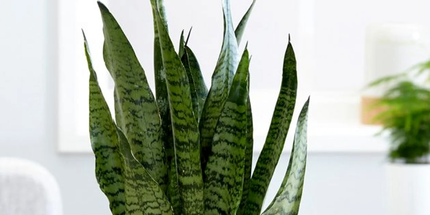 Această plantă are frunze incredibil de frumoase