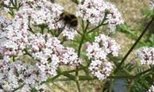 valeriana jpg 0 jpeg