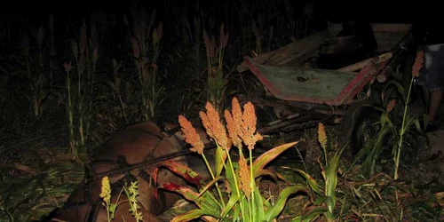 Calul a murit după ce a fost atins de unul din gloanţe