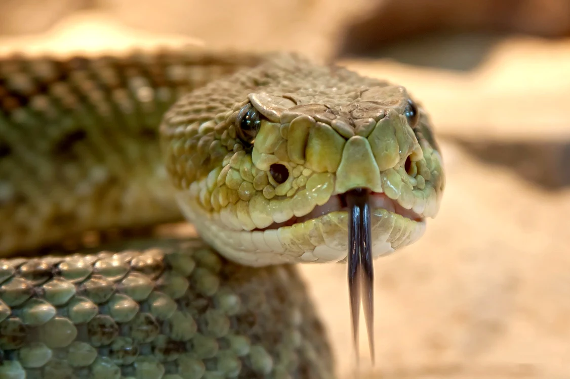 
    Vipera l-a atacat pe drumFOTO: Pixabay.com  