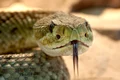 rattlesnake 653642 1920 jpeg