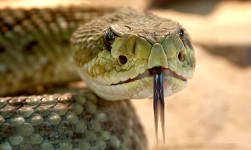 rattlesnake 653642 1920 jpeg