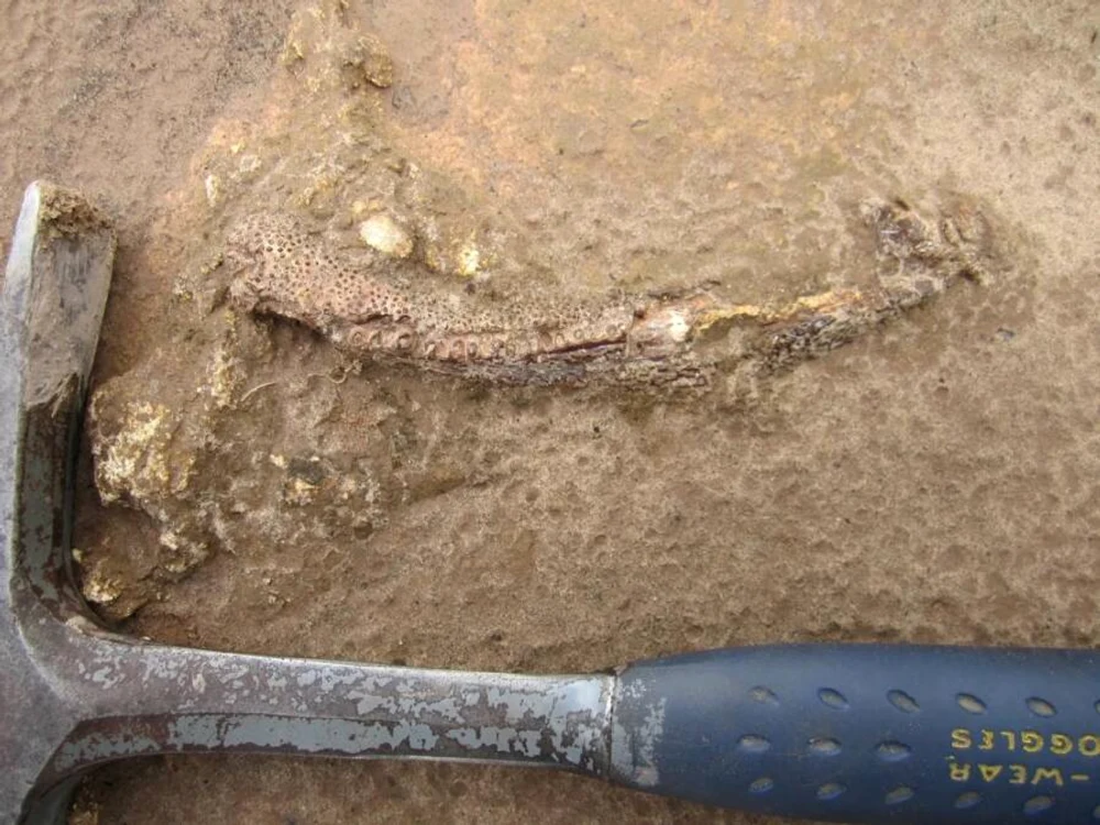 Fosile de dinozauri descoperite în Brazilia FOTO: Ken Angielczyk/ Field Museum