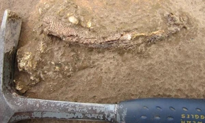 fosile dinozaur Ken AngielczykField Museum jpg