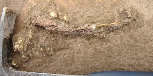 fosile dinozaur Ken AngielczykField Museum jpg