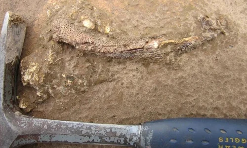 fosile dinozaur Ken AngielczykField Museum jpg