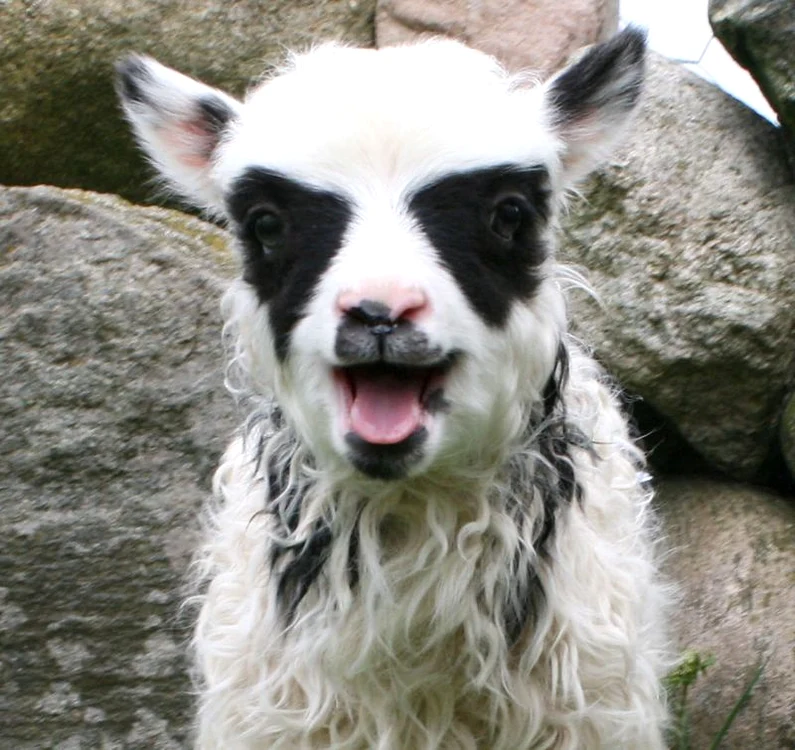 Batlamb (foto: rexfeatures)
