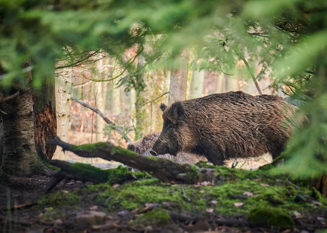 Porci mistreți, văzuți din ce în ce mai des pe plajele unei mici insule grecești / FOTO: Pixabay