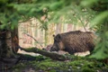 animal 6909689 1280 jpg